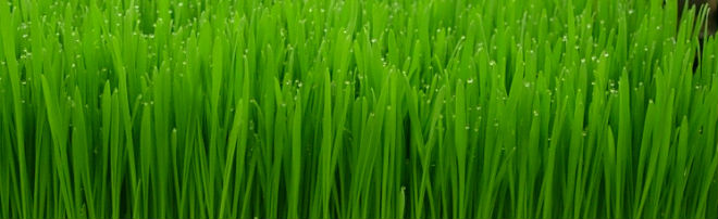 wheatgrass.jpg